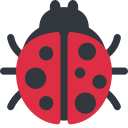lady beetle